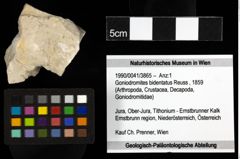 Foto (Objekt + Etiketten) von Goniodromites bidentatus (Reuss, 1859) 